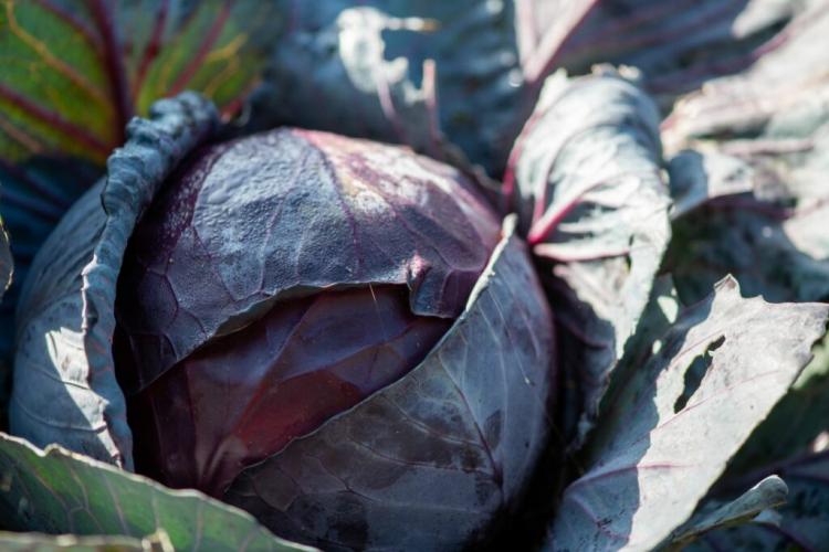 Planting red cabbage: expert tips on growing red cabbage