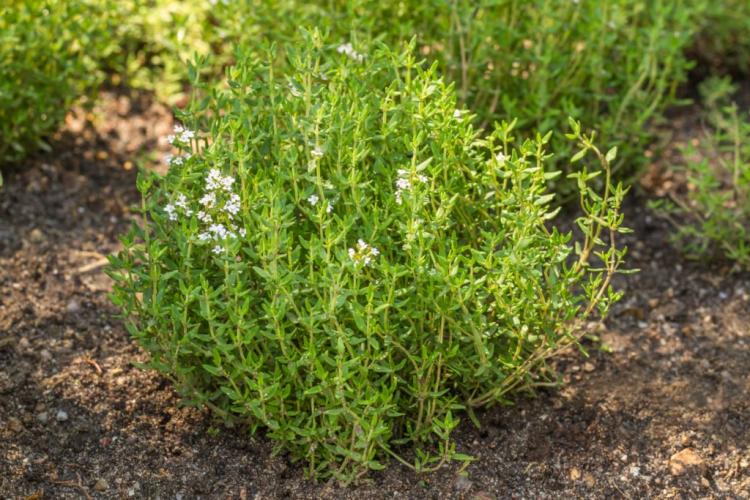 Creating a herb bed: location, choice of varieties & instructions
