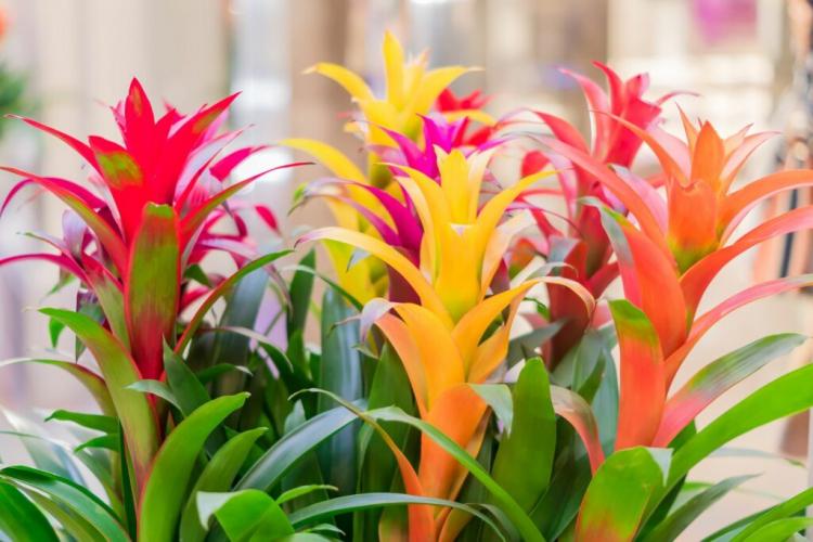 Bromeliads: Care, Location And The Most Beautiful Bromeliads Species