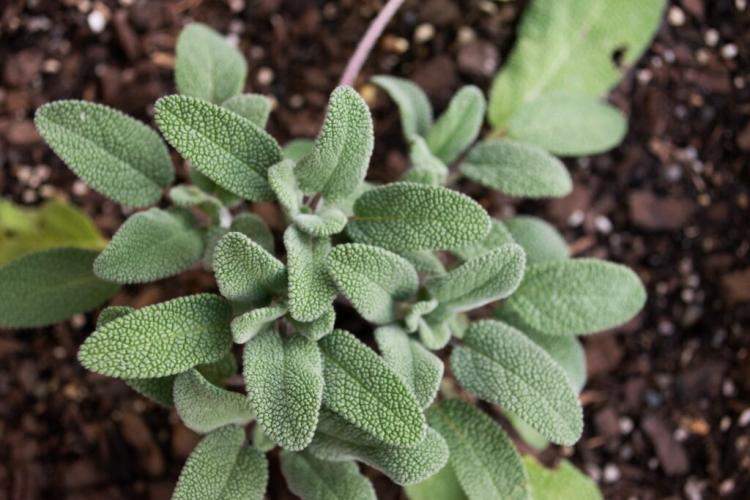 Sage: A Portrait Of The Rich Variety Of Culinary And Incense Herbs