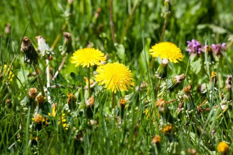 Lawn fertilizer with weed killer: overview & recommendation