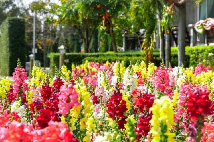 Snapdragons: location, care & flowering time