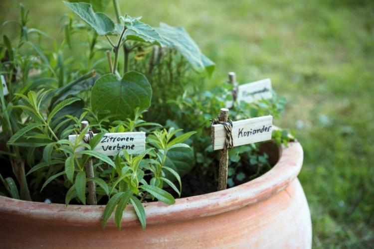 Herbal Plants: Instructions & Tips 4 Window Sills, Balconies & Beds