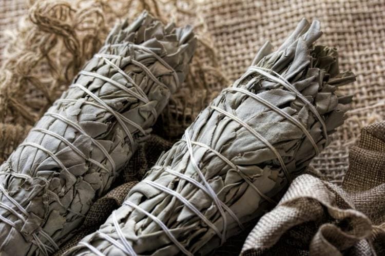 Harvesting sage: all about drying, freezing, and preserving