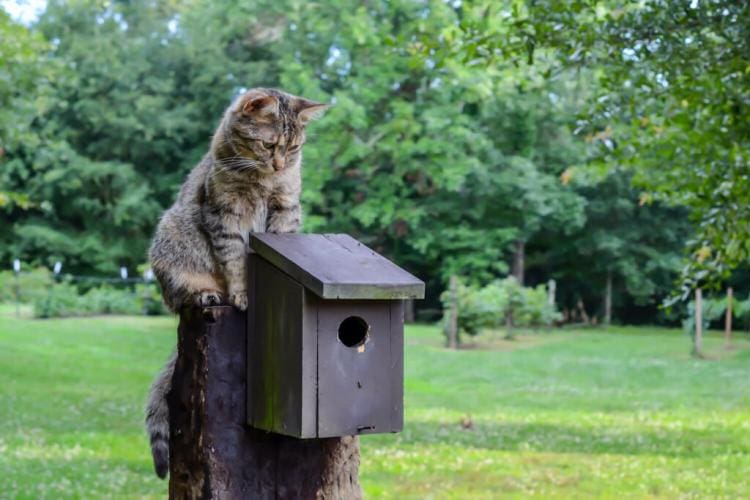 Cat & Bird: Protecting Birds In The Garden From Cats