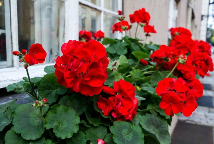 Fertilize geraniums: when, how & with what for perfect flowering?