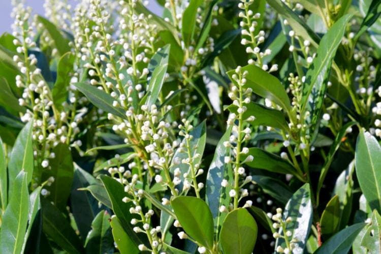 Cherry Laurel Genolia: Properties, Buying Advice And Sources Of Supply