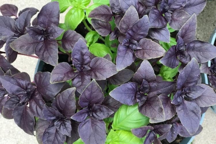 Black basil: the famous culinary herb with dark foliage