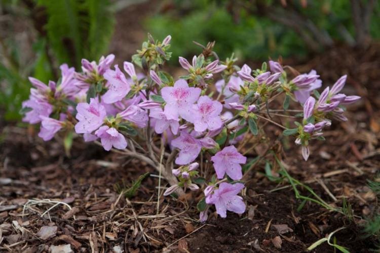 20 The Most Beautiful Rhododendron Species And Varieties