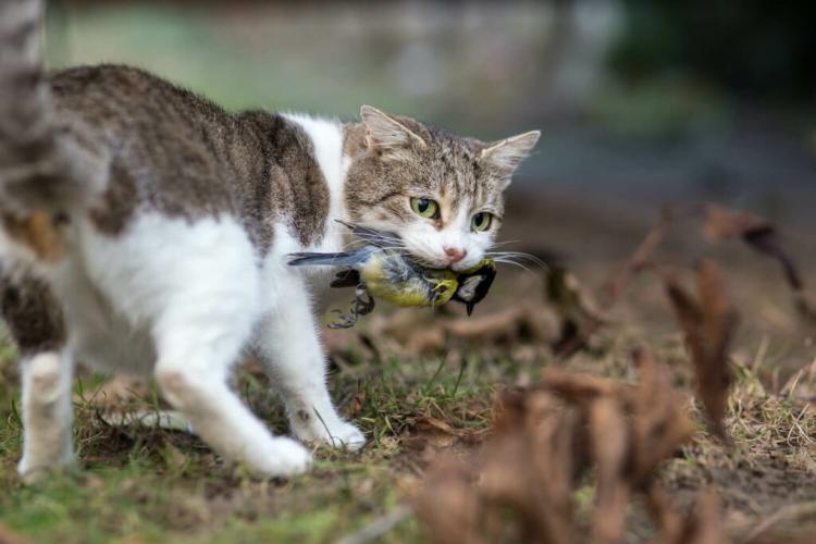 Cat & Bird: Protecting Birds In The Garden From Cats