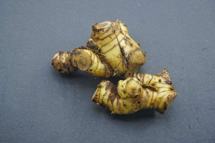 Galangal: The aromatic and medicinal herb from your own garden