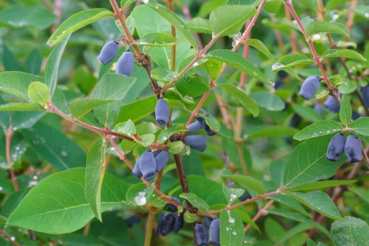 Mayberry: Varieties, Location & Cutting The Honeyberry