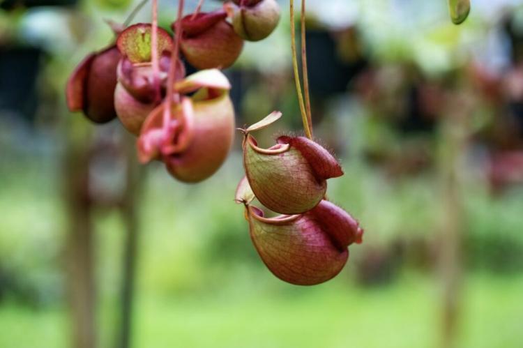 Pitcher Plant: Care, Flowering & Location of the Carnivorous Plant