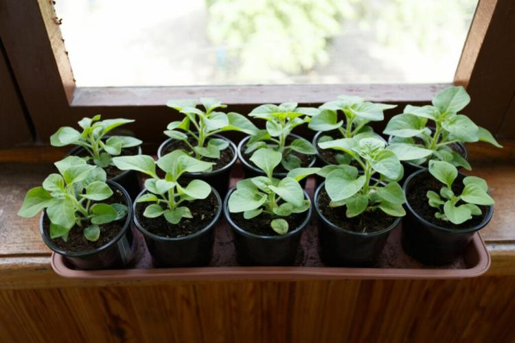 Petunias Propagating From Seeds Or Cuttings