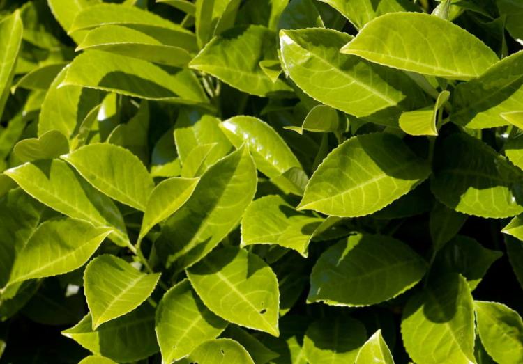 Cherry laurel brown and yellow leaves: causes & tips to avoid