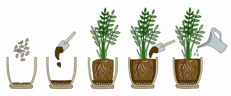 Repotting indoor plants: when, how & which soil is suitable?