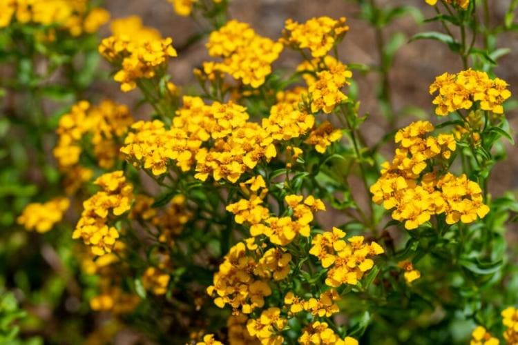 Tagetes: sowing, location & care of the marigold
