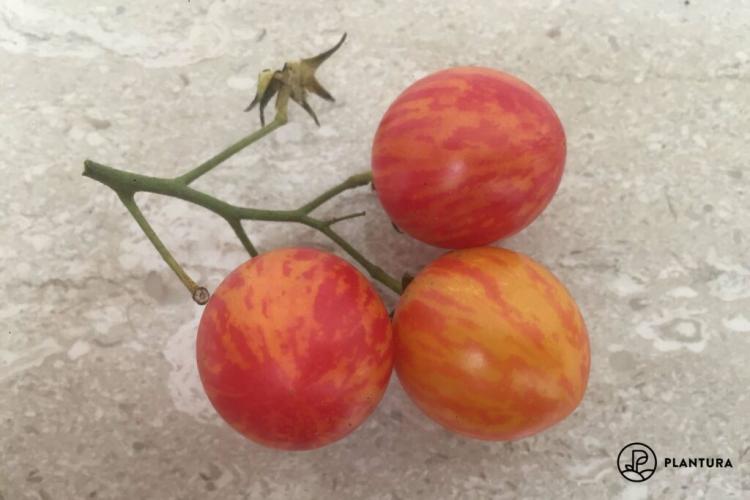Tomato ‘Sunrise Bumble Bee’: cultivation, care & use