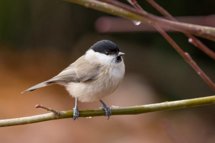 Marsh tit: characteristics & differences to the willow tit