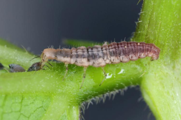 Beneficial insects against aphids: tips for natural control