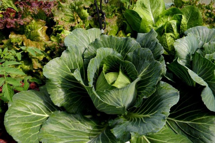 White Cabbage Varieties: Presentation Of New (F1) And Well-Tried Varieties