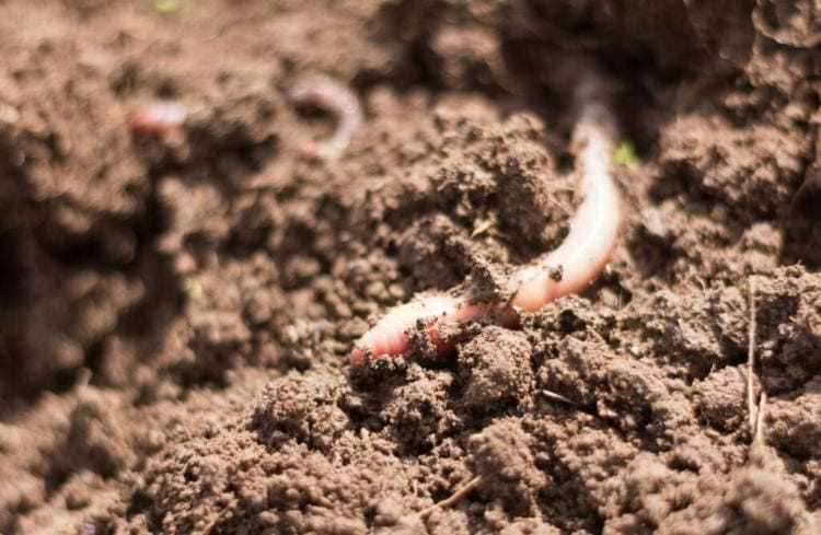 Soil types: loam soil, clay soil, etc. Determine yourself