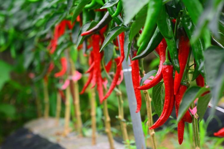 Chili: Everything you need to know about planting, caring for and wintering