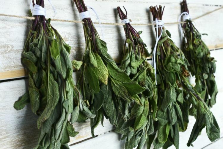 Harvesting sage: all about drying, freezing, and preserving