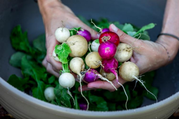 Radish plants: location & instructions for sowing
