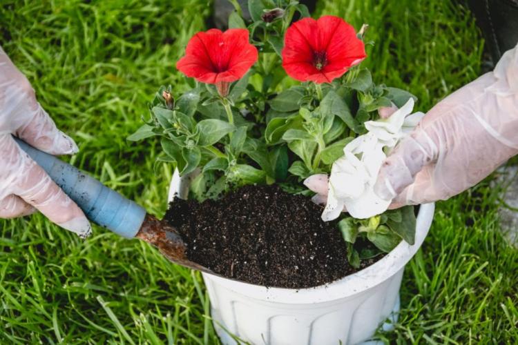 Fertilizing petunias: when, how & with what?