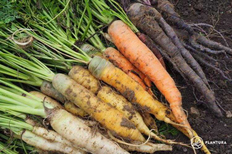 Carrot varieties: new & old carrot varieties at a glance
