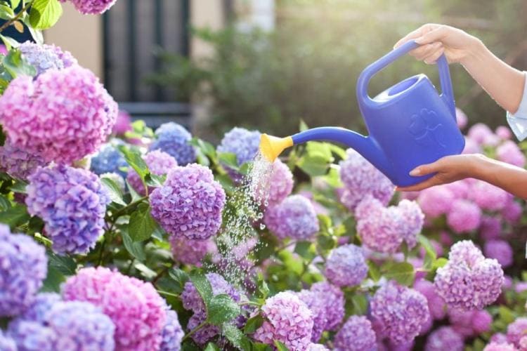 Hydrangeas: expert tips for planting, caring for & cutting