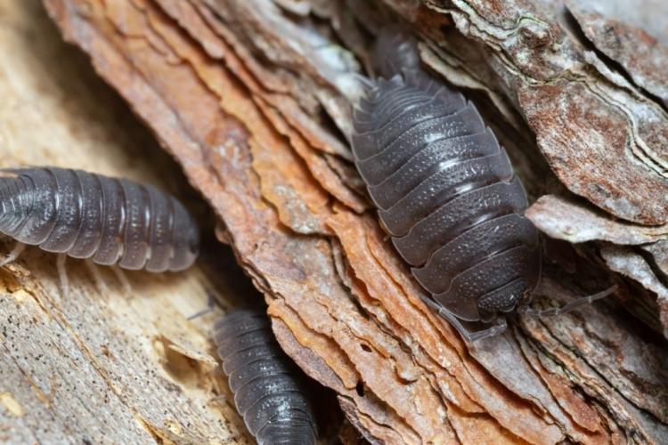 Home remedies for wood lice: what really helps?