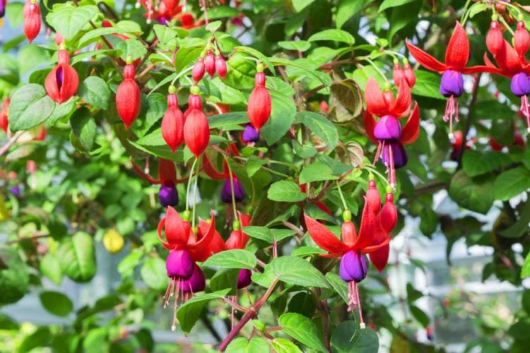 Hardy Perennials: 10 Beautiful & Robust Species