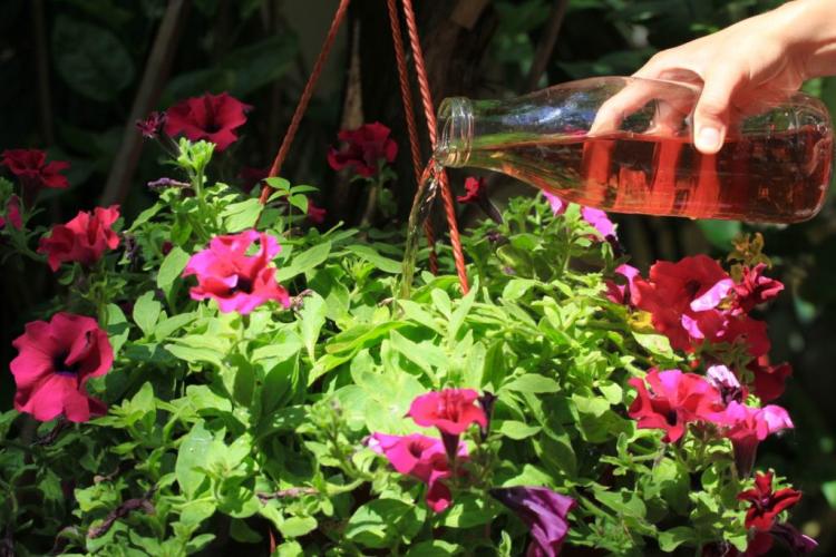 Fertilizing petunias: when, how & with what?