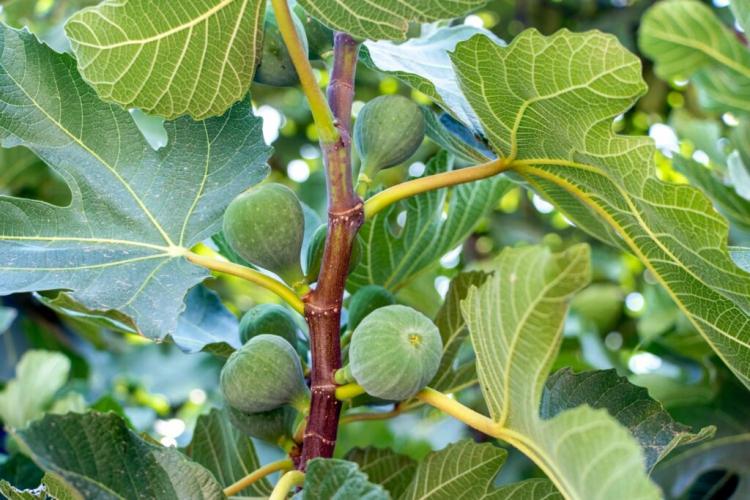 Fig tree varieties: Particularly hardy for your garden