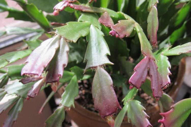 Christmas cactus: successfully getting it to bloom