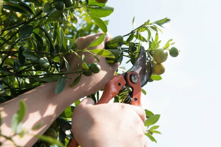 Orange Tree Cutting: Instructions From The Experts