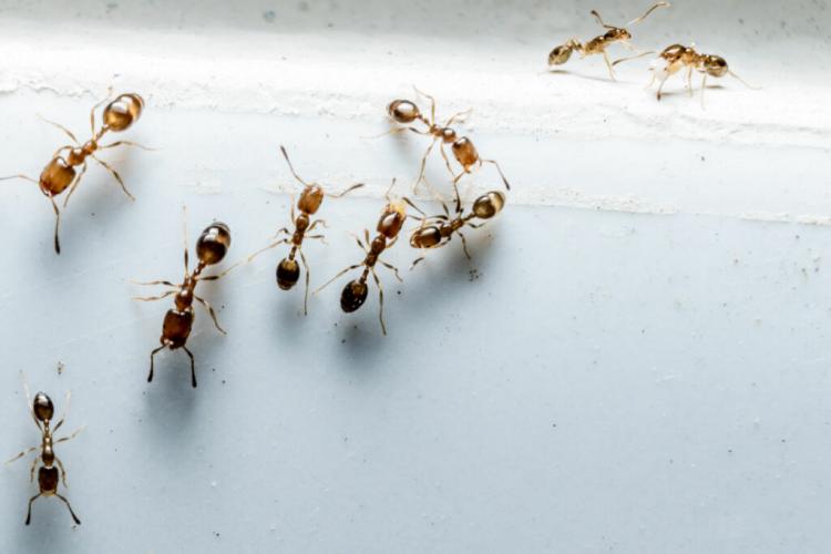 Control Ants And Drive Them Away Successfully