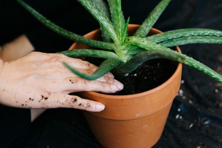 Aloe Vera Care: Properly Watering, Fertilizing And Cutting