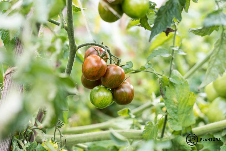 Black zebra tomato: everything about care and cultivation