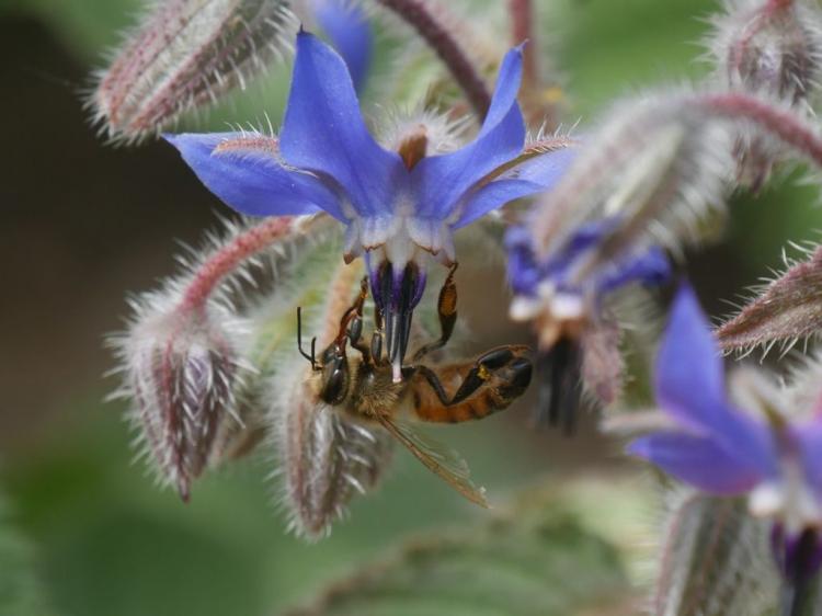 Borage: Everything about planting, caring for & harvesting the cucumber herb