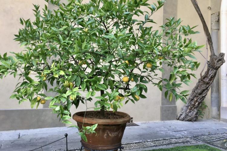 Repotting a lemon tree: care tips & instructions on how to proceed