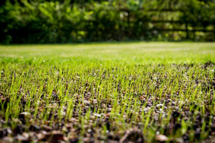 Sowing and fertilizing lawns: Instructions & care tips from the experts