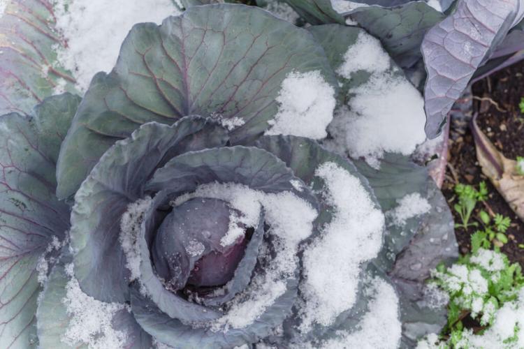 Planting red cabbage: expert tips on growing red cabbage