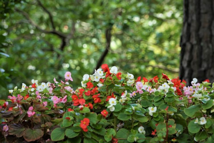 Begonia plants: everything about planting time, location & procedure