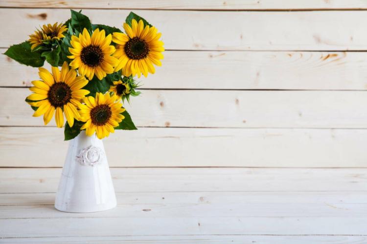 Sunflowers In Vase: Cut Off And Put In Hot Water