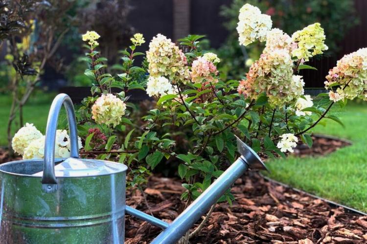 Watering Hydrangeas: When, How Often And How Much?