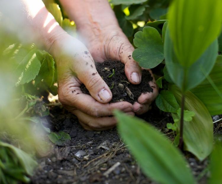 Compost As A Fertilizer: Properties, Effects And Application