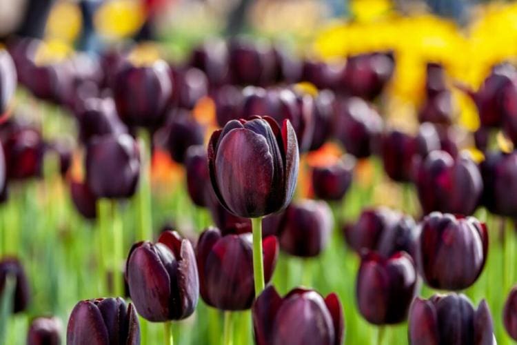 Tulips: flowering period and care